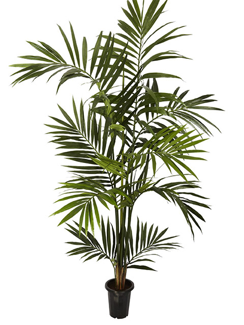GREENERY, 1.8m H Kentia Palm 